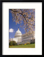A View of a Cherry Tree in Bloom and the West Face of the Capitol Building