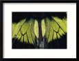 Close View of Iridescent Moth Wings