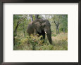 African Elephant in the Bush