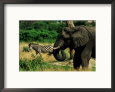 African Elephant and Zebra on the Grassland Animals Elephants