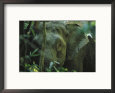 A Close View of an Asian Elephant Peering Through Jungle Brush