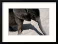 Baby African Elephant Taking a Sand Bath