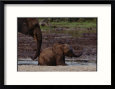 African Forest Elephant Mother and Baby Animals Elephants