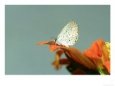 Eastern Tailed Blue Butterfly, New Orleans, USA Bugs & Insects Butterflies & Moths