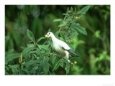 Pied Imperial Pigeon, Loquat Fruit in Bill, Zoo Animal