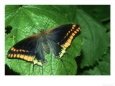 Two Tailed Pasha, Vallee Dorb, S. France Bugs & Insects Butterflies & Moths