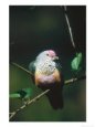 Rose-Crowned Fruit Dove, Sunning, Zoo Animal Birds Doves & Pigeons