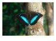 Banded King Shoemaker, Aviary Animal Bugs & Insects Butterflies & Moths