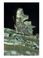Comma Butterfly, Oxon, UK