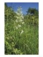 Greater Butterfly Orchid