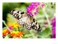 Tree Nymph Butterfly Feeding on Purple Flower, Originates from South Asia Bugs & Insects Butterflies & Moths
