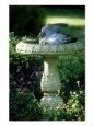 Wood Pigeon in Birdbath, UK Birds Doves & Pigeons