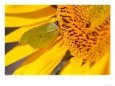 Brimstone Butterfly, Feeding on a Sunflower, West Berkshire, UK Bugs & Insects Butterflies & Moths