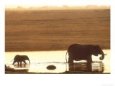African Elephant, Crossing Chobe River, Botswana