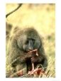 Olive Baboon, Adult Males Hunt & Eat Meat, S. Kenya