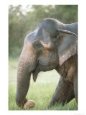 Asian Elephant, Feeding, Sri Lanka Animals Elephants