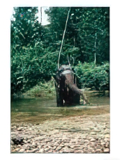 Asian Elephant, Bull in Stream, Sri Lanka Animals Elephants
