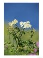 Hogweed, St. Justinians, UK
