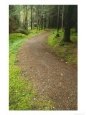Path Through Woodland, Ross-Shire Scenic Streets & Roadways