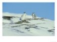 Mountain (Blue) Hare, Monadhliath Mtns, Scotland