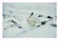 Mountain (Blue) Hare, Monadhliath Mtns, Scotland