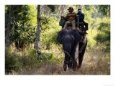 Indian Tourists Onboard an Elephant Looking for Tigers, Madhya Pradesh, India Animals Elephants