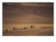 Desert Elephant, Herd Walking in Desert Near Purros, Namibia
