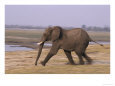 African Elephant, Running, Botswana