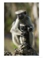 Zanzibar Red Colobus, Female with Infant, Zanzibar