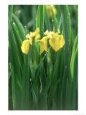 Yellow Iris, Caithness, Scotland