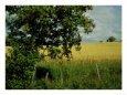 Rowan Tree, Behind Oat Field, Middle Finland