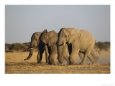 African Elephant, Three Bulls Walking to Water Hole, Botswana, Southern Africa