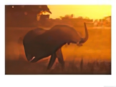 African Elephant in Dust at Sunset, Trunk Raised in Alarm, Southern Africa