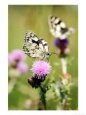 Marbled White Butterfly, Feeding on Slender Thistle, West Berkshire, UK Bugs & Insects Butterflies & Moths