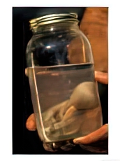 African Elephant Embryo Preserved in Bottle, South Africa
