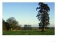 Wellingtonia, Oxon, UK
