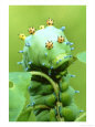 Swallowtail Butterfly, Larvae Warning Colours, South America