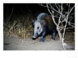 Bushpig, Ruaha National Park, Tanzania