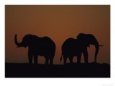 African Elephants, Two Males at Sunset, Southern Africa