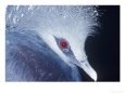 Victoria Crowned Pigeon, Native to New Guinea