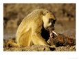 Yellow Baboon (Papio Cynocephalus) Eating a Baby Impala, Tanzania