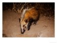 Bushpig, Ruaha National Park, Tanzania