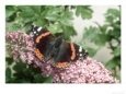 Red Admiral Butterfly, Vanessa Atalanta Bugs & Insects Butterflies & Moths