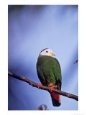 Black-Naped Fruit Dove, Zoo Animal