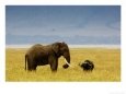 African Elephant (Loxodonta Africana) and Buffalo (Syncerus Caffer) in Grassland, Tanzania