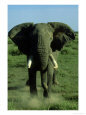 Elephant, Musth Bull Charging, Kenya