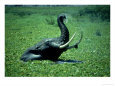 Elephants, Male Eb Swimming, Kenya