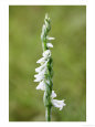 Autumn Ladies Tresses Orchid, Spike Close Up, UK