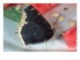 Mourning Cloak, Feeding Bugs & Insects Butterflies & Moths