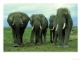 Elephants, Group of Bulls, Kenya